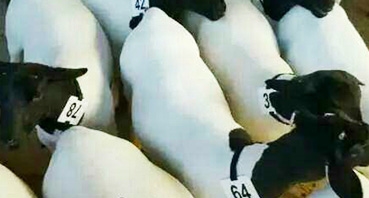 如何加工牛羊飼料？